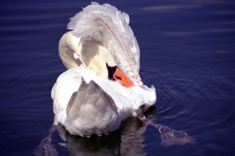 File:Pretty Swan Schaalseeschwan.jpg