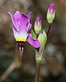 * Nomination: Primula clevelandii in San Luis Obispo County. --Nicholaswei 04:53, 18 August 2023 (UTC) * Review  Comment It seems a too small part of this flowers are in focus. --Sebring12Hrs 17:43, 25 August 2023 (UTC)