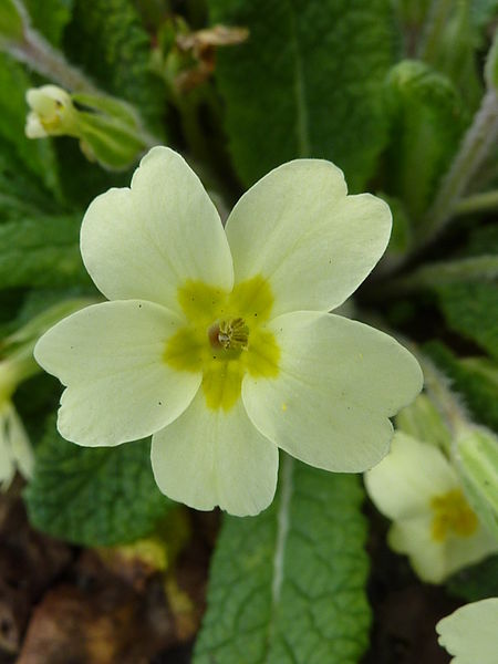 File:Primula vulgaris 'Primrose' (Primulaceae) flower.jpg