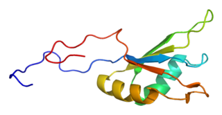 RBFOX1 protein-coding gene in the species Homo sapiens