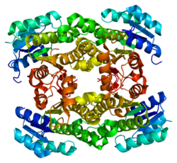 Ақуыз HSD17B8 PDB 2pd6.png