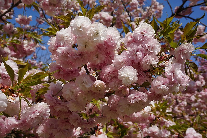 File:Prunus 'Hanagasa' ハナガサ 2.jpg