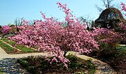 Miniatura para Prunus sargentii