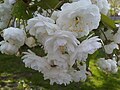 Japáncseresznye (Prunus serrulata)