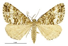 Pseudocoremia lactiflua female.jpg