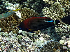 Pseudodax moluccanus Maldives.JPG