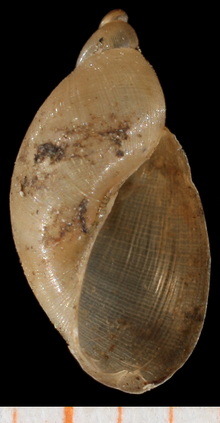 Apertural view of the shell Pseudosuccinea columella shell 3.png