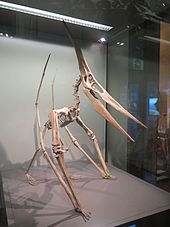Pterodactyloidea, Paleontology Wiki