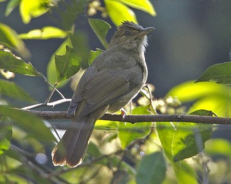 Puff-throated Bulbul (Alophoixus pallidus).jpg