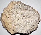 State Rock: Pumice