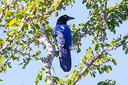 Purplish-backed Jay (Cyanocorax beecheii) (8079391927).jpg