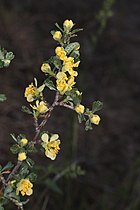 Purshia tridentata