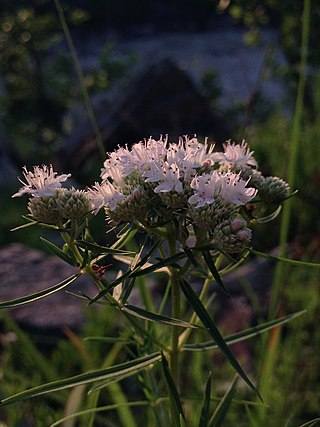 <i>Pycnanthemum tenuifolium</i> Species of flowering plant