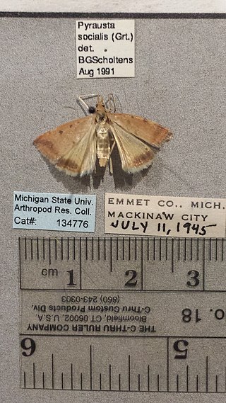 <i>Pyrausta socialis</i> Species of moth