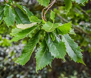 <i>Quercus griffithii</i> Species of plant in the genus Quercus