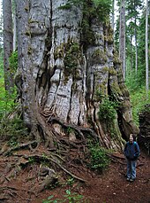 Quinault Lake Redcedar, le plus grand thuya du monde.