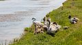 * Nomination Greylag Gooses (Anser anser) next to the Bruzau river, Surdila Greci, Romania --Poco a poco 07:04, 23 July 2016 (UTC) * Promotion Good quality. --Jkadavoor 07:11, 23 July 2016 (UTC)