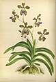 Vanda tessellata (as syn. Vanda roxburghii) Plate 59 in: R.Warner - B.S.Williams: The Orchid Album (1882-1897)