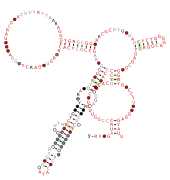 lysM-Actino Secondary structure taken from the Rfam database. Family RF03090