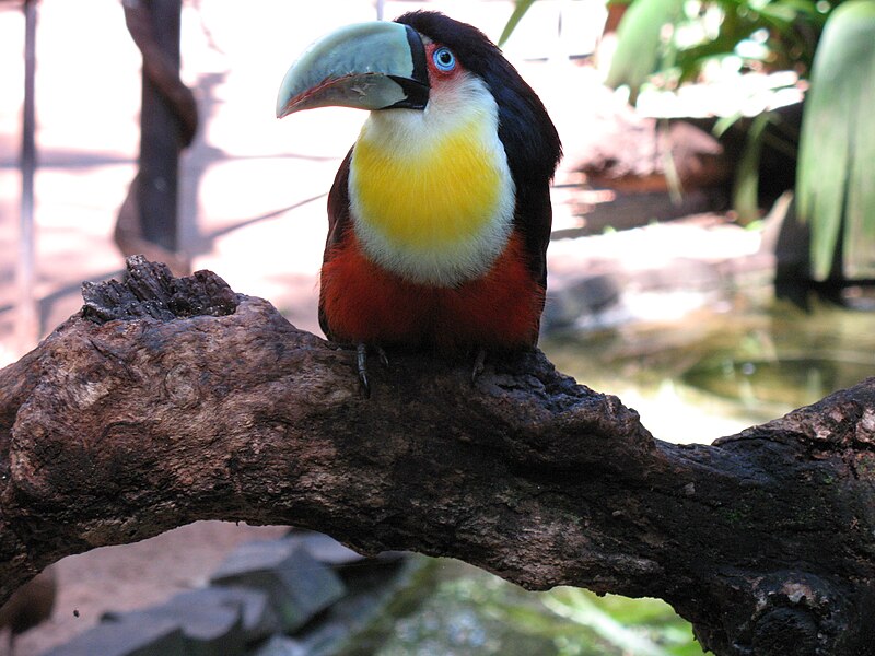 File:Ramphastos dicolorus by anagoria.JPG