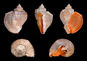 Cinco vistas da concha de R. venosa, de espécime coletado na península da Crimeia, mar Negro.