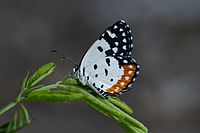 Red Pierrot 6547.jpg