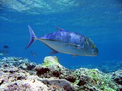 Reef0749 - Flickr - Biblioteca de fotos de NOAA.jpg