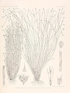 <i>Bulbostylis lichtensteiniana</i> Species of flowering plant in the sedge family Cyperaceae