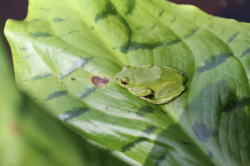 File:Rhacophorus arboreus on Lysichiton camtschatcensis.jpg