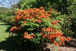 Rododendron calendulaceum - Arnold Arboretum - DSC06664. 
 JPG