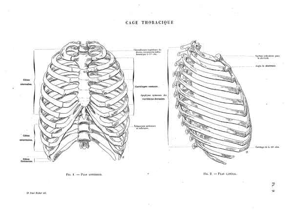 CAGE THORACIQUE Pl. 9