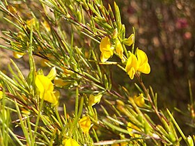 Rooibos em flor em Clanwilliam, no Cabo Ocidental, na África do Sul