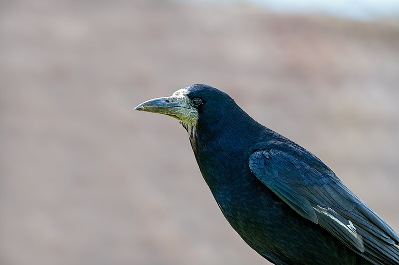 File:Rook (41936323090).jpg