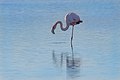 * Nomination Greater flamingo (Phoenicopterus roseus), Riserva Naturale della Valle Cavanata, Italy --Isiwal 14:32, 21 March 2020 (UTC) * Promotion  Support Good quality. --Poco a poco 18:01, 21 March 2020 (UTC)