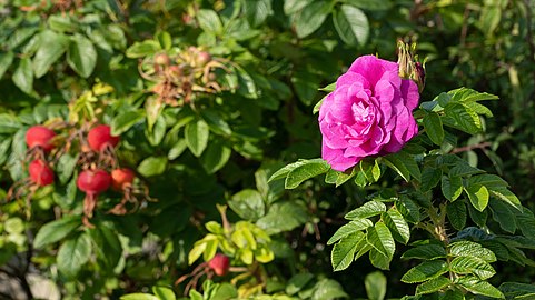 Rose Rosa rugosa Hansa