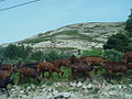 Chèvres du Rove dans la garrigue au-dessus du village du Rove.