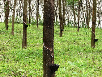 Rubber trees in a plantation Rubber trees in Kerala, India.jpg