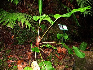 Rumex azoricus (Habitus).jpg