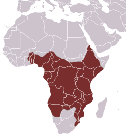 Мапа поширення виду Genetta maculata