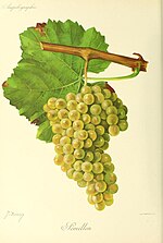 Vignette pour Sémillon