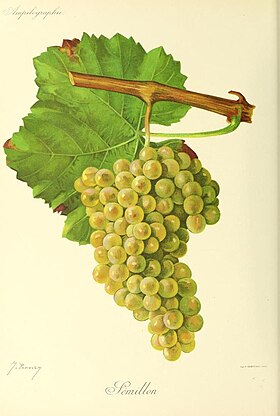 Semillon