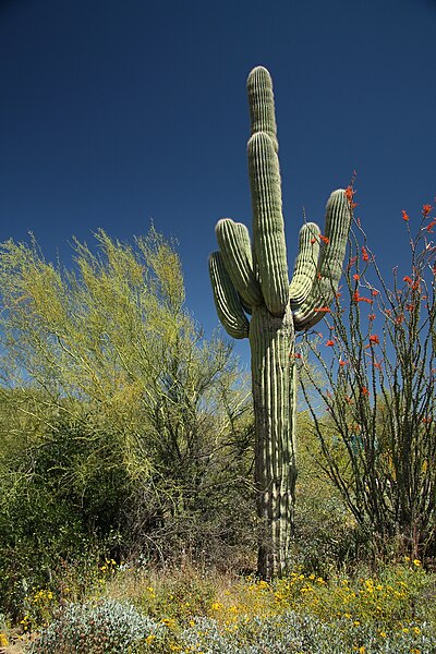 File:Saguaro Cactus - Black Canyon City (49160227548).jpg