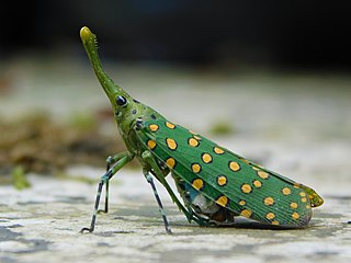<i>Saiva</i> Genus of planthoppers