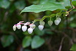 Vignette pour Gaultheria