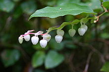 Salal (Gaultheria shallon) Leaf and Flowers.jpg