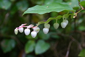 Salal (Gaultheria shallon) Leaf and Flowers.jpg