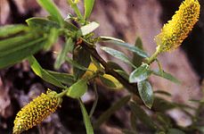 Male catkins of S. l. lasiandra Salix lucida lasiandra(02).jpg