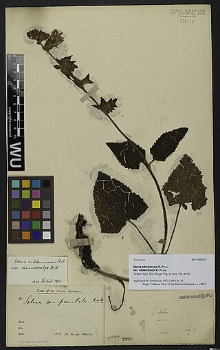 <i>Salvia sikkimensis</i> Species of flowering plant