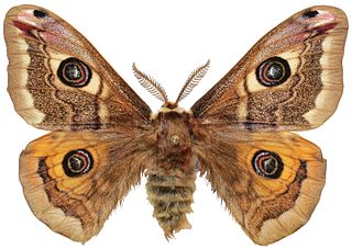 <i>Saturnia pavoniella</i> Species of moth