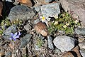 Saxifrage mousse